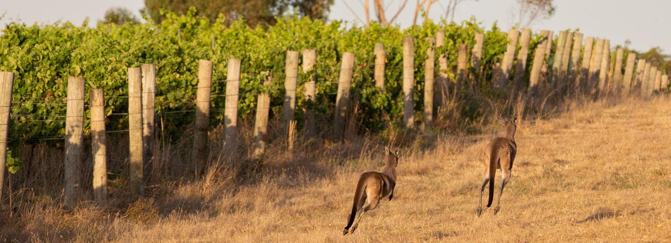 Two kangaroos running at the Howard Park vineyard